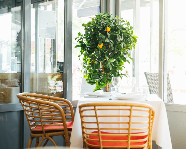 Table de restaurant en terrasse avec deux chaises en rotin et un citronnier décoratif à la Brasserie Le Sud à Lyon.